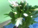 DSC03515
