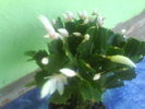 DSC03516