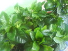 DSC03518