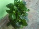 DSC03521