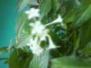 DSC03542-lantana alba