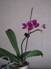 Orhidee pitica 15 ian 2011