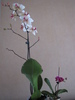 Orhidee phale si orhidee pitica 15 ian 2011