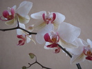 Orhidee phale 15 ian 2011 (2)