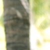 Ninel-Conde-Verano2010-435_003