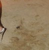 mardeamornew010_012