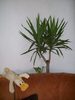 yuca 2009