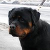 HOGAN  ADAMSS ROTT