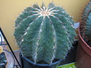 Echinocactus visnaga