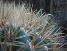 Ferocactus chrysacanthus