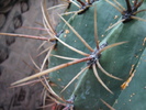 Ferocactus diguetii