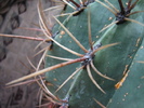 Ferocactus diguetii