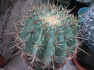 Ferocactus diguetii