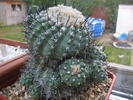 Necunoscuta 2 - posibil Copiapoa