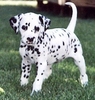 Dalmatian