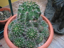 Necunoscuta 6 - Echinopsis, floare alba, mirositoare