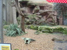 zoo Londra (8)