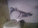 femela 005327 2001 are 10 granite zburate in 3 ani din ucraina