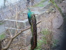 zoo Londra (42)