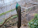 zoo Londra (43)