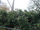 zoo Londra (44)