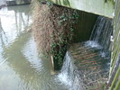 zoo Londra (45)
