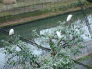 zoo Londra (51)