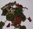 Begonia erytrophylla