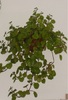 Plectranthus verticillatus