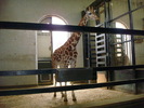 zoo Londra (56)