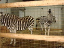 zoo Londra (60)