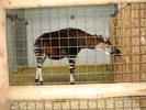 zoo Londra (61)