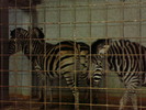 zoo Londra (62)