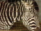 zoo Londra (63)