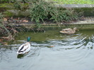 zoo Londra (64)
