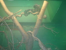 zoo Londra (67)