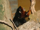 zoo Londra (70)