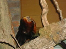 zoo Londra (71)