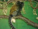 zoo Londra (72)