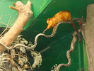 zoo Londra (74)