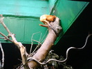 zoo Londra (75)