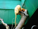 zoo Londra (76)