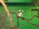 zoo Londra (77)