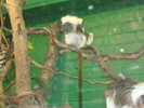 zoo Londra (78)