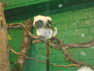 zoo Londra (79)