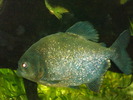zoo Londra (80)