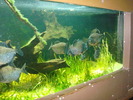 zoo Londra (81)