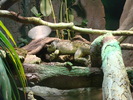 zoo Londra (82)