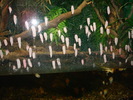 zoo Londra (84)