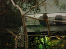 zoo Londra (85)